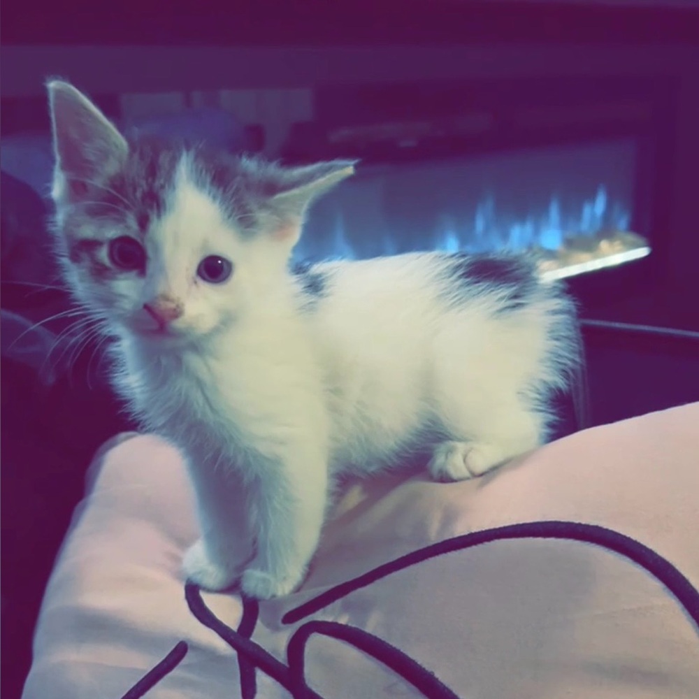 Meet your Posher, Rena